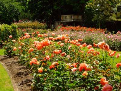 Te Awamutu Rose Gardens
